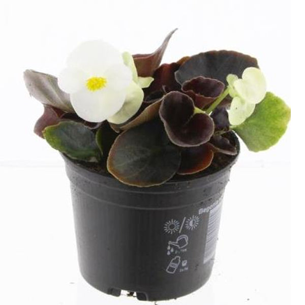 Begonia