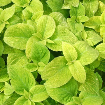 Coleus Wizard Doré