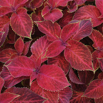 Coleus Wizard Rouge Velours