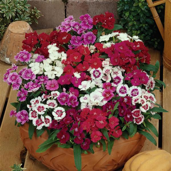 Dianthus
