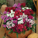 DIANTHUS