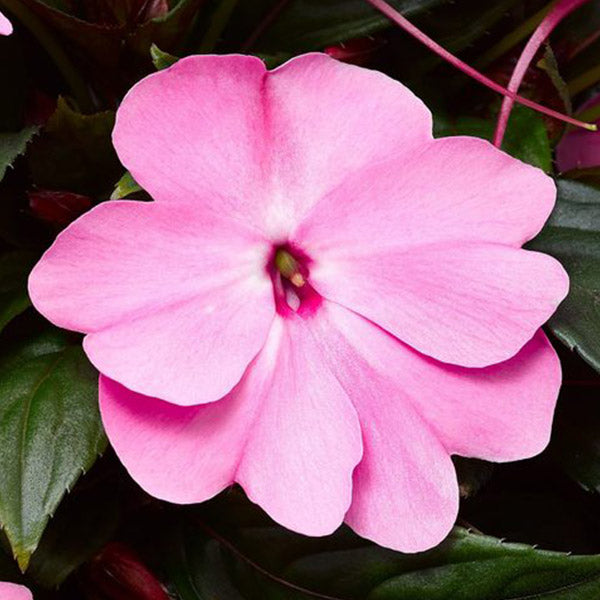 Impatiens N-G Florific ( Boîte de 9 plants )