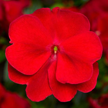 Impatiens N-G Florific Rouge