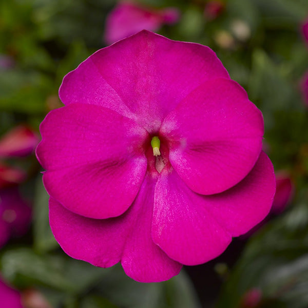 Impatiens N-G Florific ( Boîte de 9 plants )