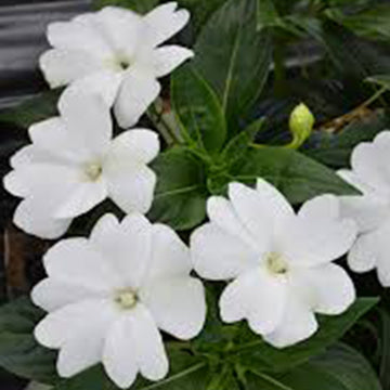 Impatiens N-G Florific White