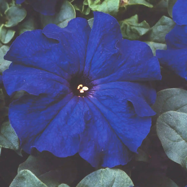 Pétunia