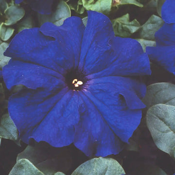 PETUNIA LIMBO GP BLEU ( BOITE DE 9 PLANTES )