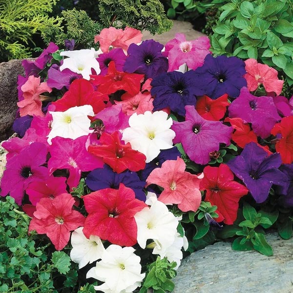 Pétunia