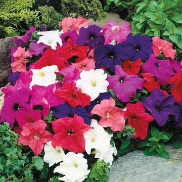 PETUNIA LIMBO GP MÉLANGE COMPLET (BOÎTE DE 9 PLANTES)