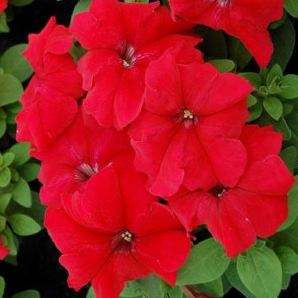 Pétunia