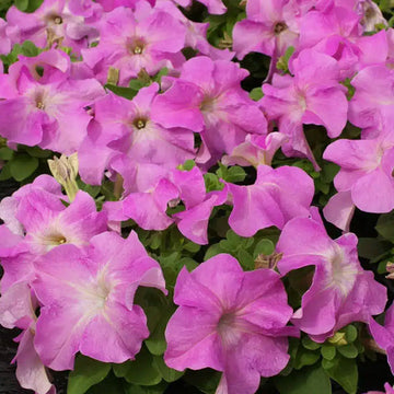 PETUNIA LIMBO GP ROSE (BOITE DE 9 PLANTES)