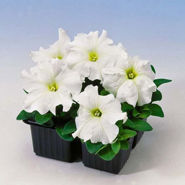 Pétunia