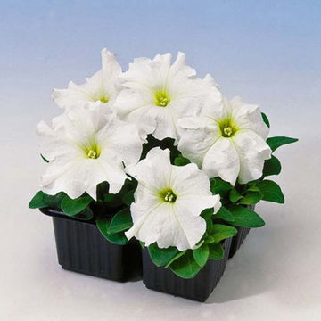 PETUNIA LIMBO GP Blanc ( BOITE DE 9 PLANTES )