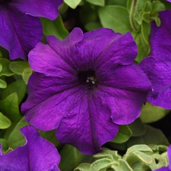 Pétunia