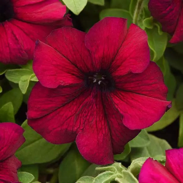 Pétunia