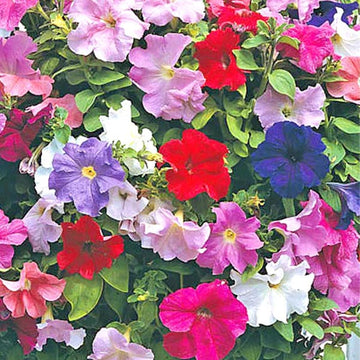 MÉLANGE PÉTUNIA SUPERCASCADE ( BOÎTE DE 9 PLANTES )