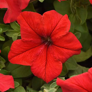 PÉTUNIA SUPERCASCADE ROUGE ( BOITE DE 9 PLANTES )