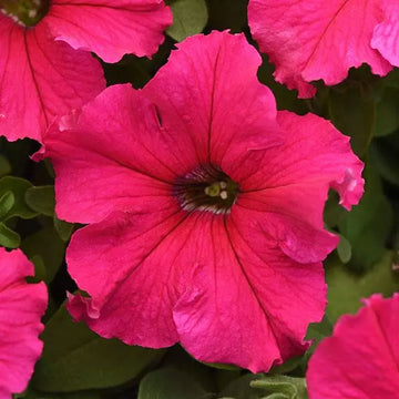 PÉTUNIA SUPERCASCADE ROSE ( BOÎTE DE 9 PLANTES )