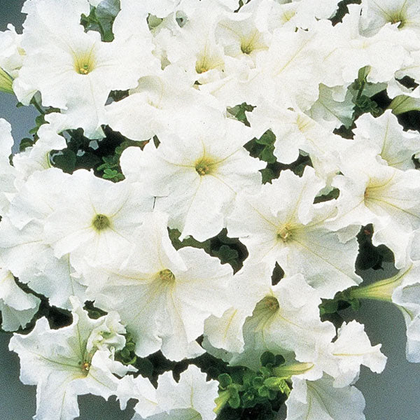 Pétunia
