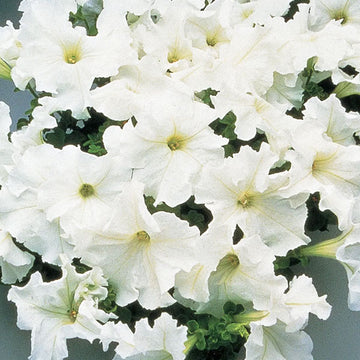 PÉTUNIA SUPERCASCADE BLANC (BOÎTE DE 9 PLANTES)