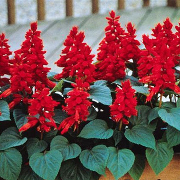 SALVIA VISTA ROUGE ( BOITE DE 9 PLANTES )