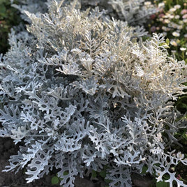 SENECIO ARGENTE SILVER DUST ( BOITE DE 9 PLANTES ) 