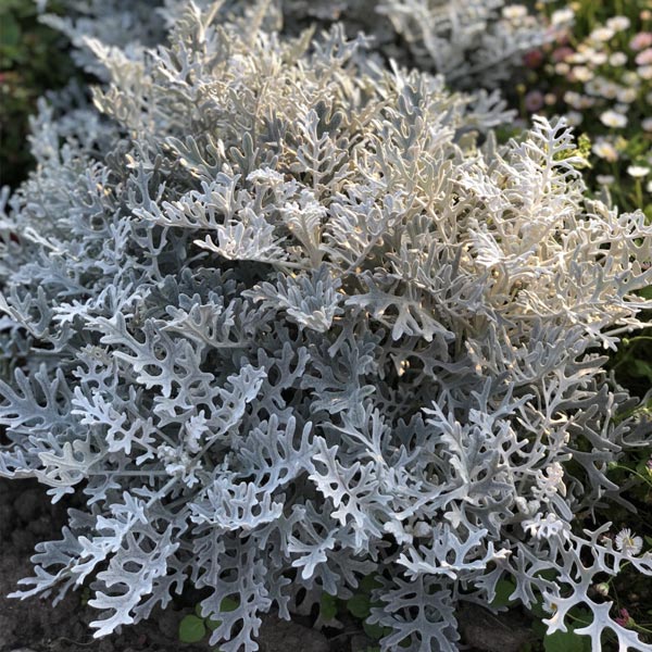 SENECIO ARGENTE SILVER DUST ( BOX OF 9 PLANTS )