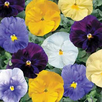 VIOLA DELTA PURE COLORS MIX ( BOITE DE 9 PLANTES )