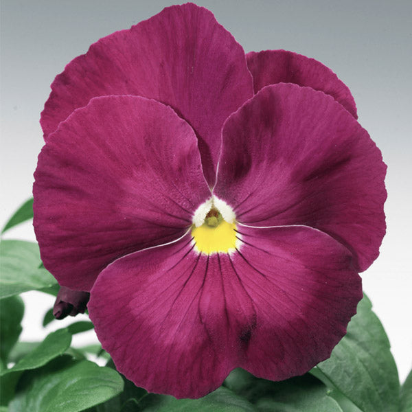 Pensee Delta Classic Rose Pure