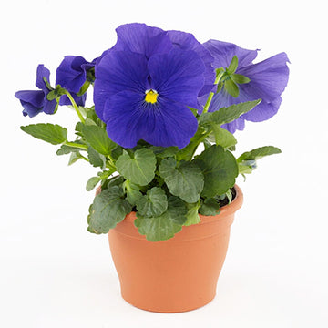 VIOLA DELTATRUE PENSE BLEUE ( BOITE DE 9 PLANTES )
