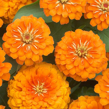 Zinnia preciosa orange