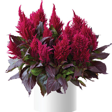 MAGENTA