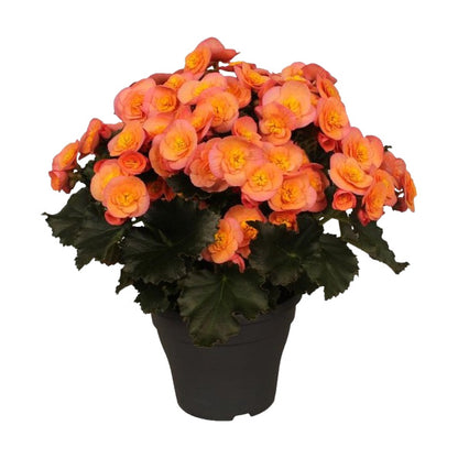 Begonia
