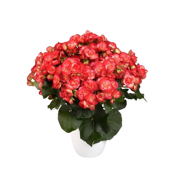 Begonia