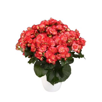 Begonia Rolinde