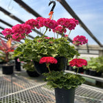 GERANIUM MOMS & BABIES ( DEAL)