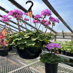 GERANIUM MOMS & BABIES ( DEAL)