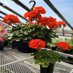 GERANIUM MOMS & BABIES ( DEAL)