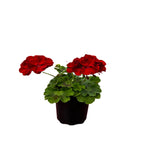 GERANIUM 5" POT