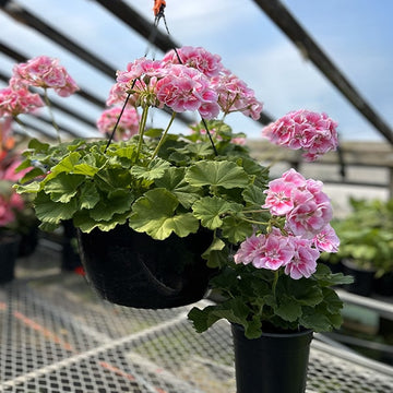 GERANIUM'S MOM & BABY LIGHT PINK