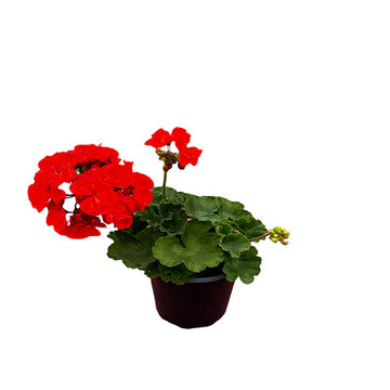 GÉRANIUM ORANGE POT 5"