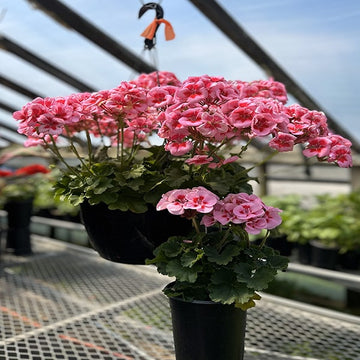 GERANIUM'S MOM & BABY RASPERRY