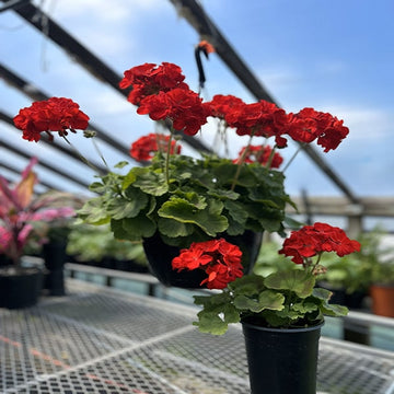 GERANIUM'S MOM & BABY BRILLIANT RED