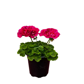 GÉRANIUM ROSE ŒIL CHAUD POT 5"