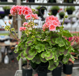 GERANIUM ( HANGING BASKET 10" )