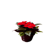 IMPATIENS X HA COLORPOWER ROUGE FONCÉ