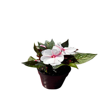 IMPATIENS X HA COLORPOWER ROSE PÂLE + ŒIL