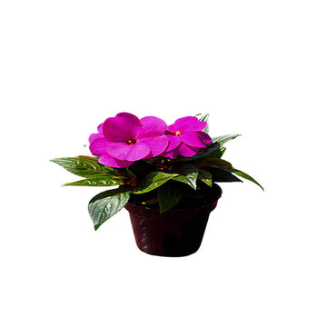IMPATIENS X HA COLORPOWER VIOLET