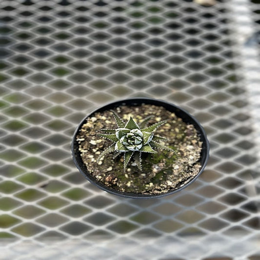 Haworthia Fasciata 4.5"