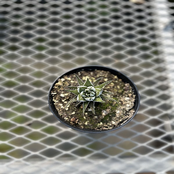 HAWORTHIA FASCIATA 4.5"